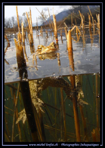 Toad Time... :O)... by Michel Lonfat 